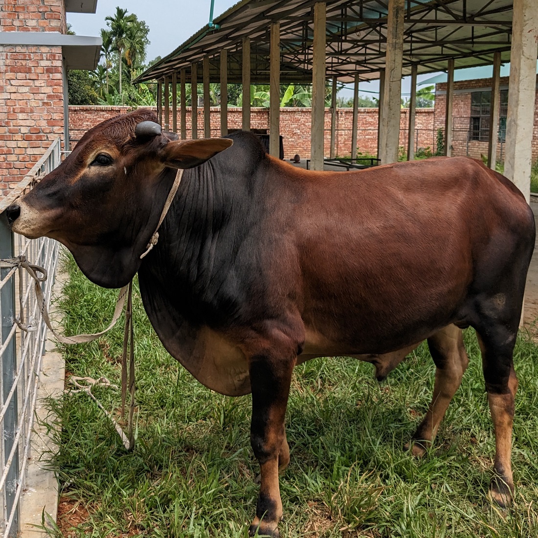 বায়োমেন্ড অনলাইন গরুর হাটের একটি ছবি