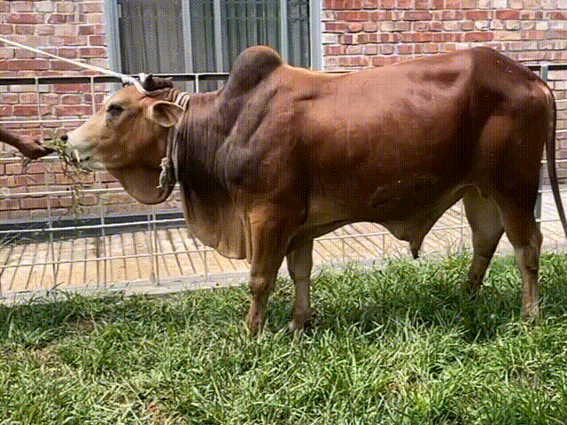 বায়োমেন্ড অনলাইন গরুর হাটের একটি ছবি