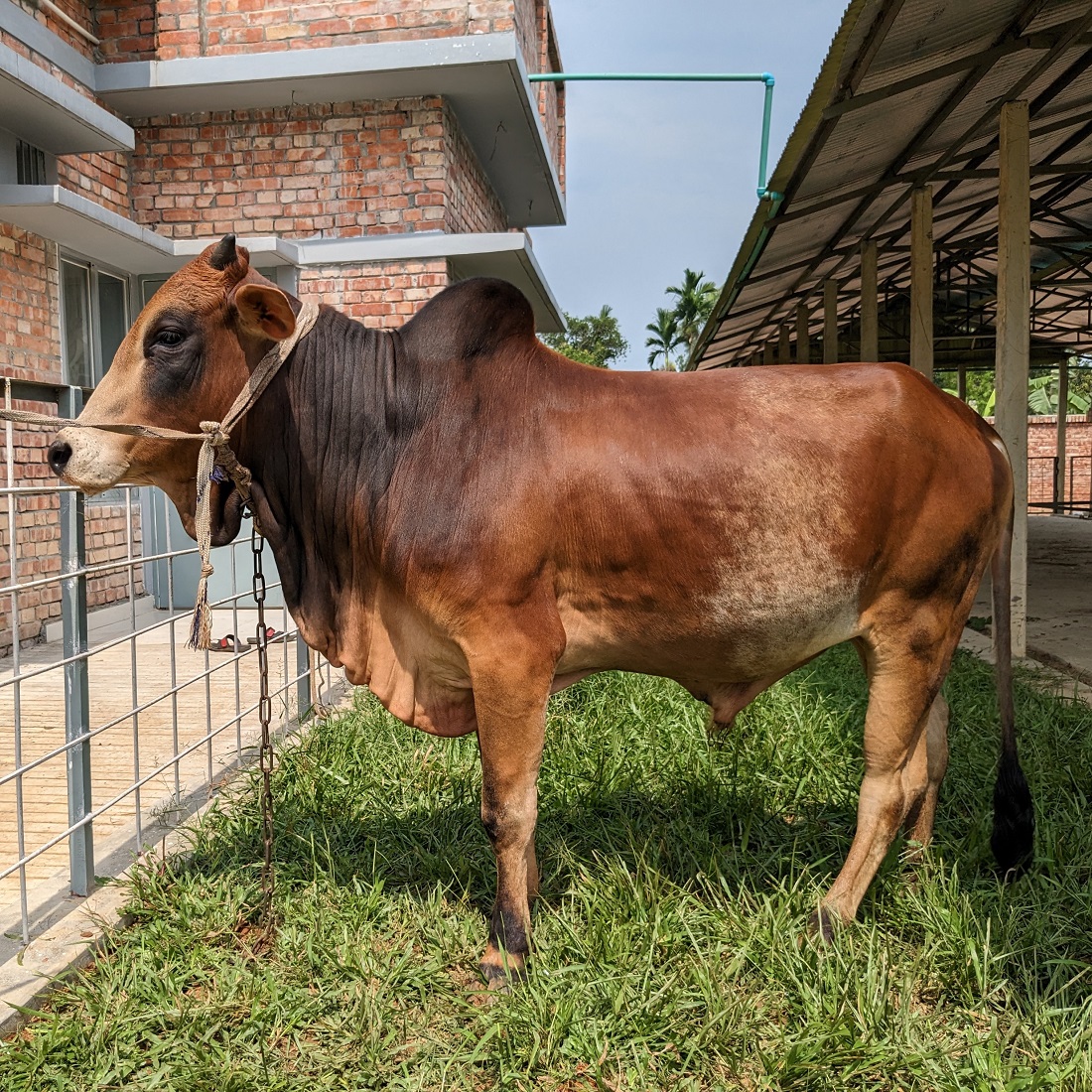 বায়োমেন্ড অনলাইন গরুর হাটের একটি ছবি