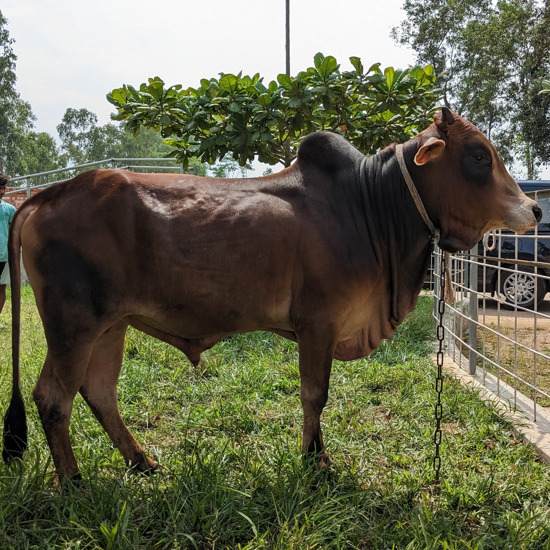 বায়োমেন্ড অনলাইন গরুর হাটের একটি ছবি