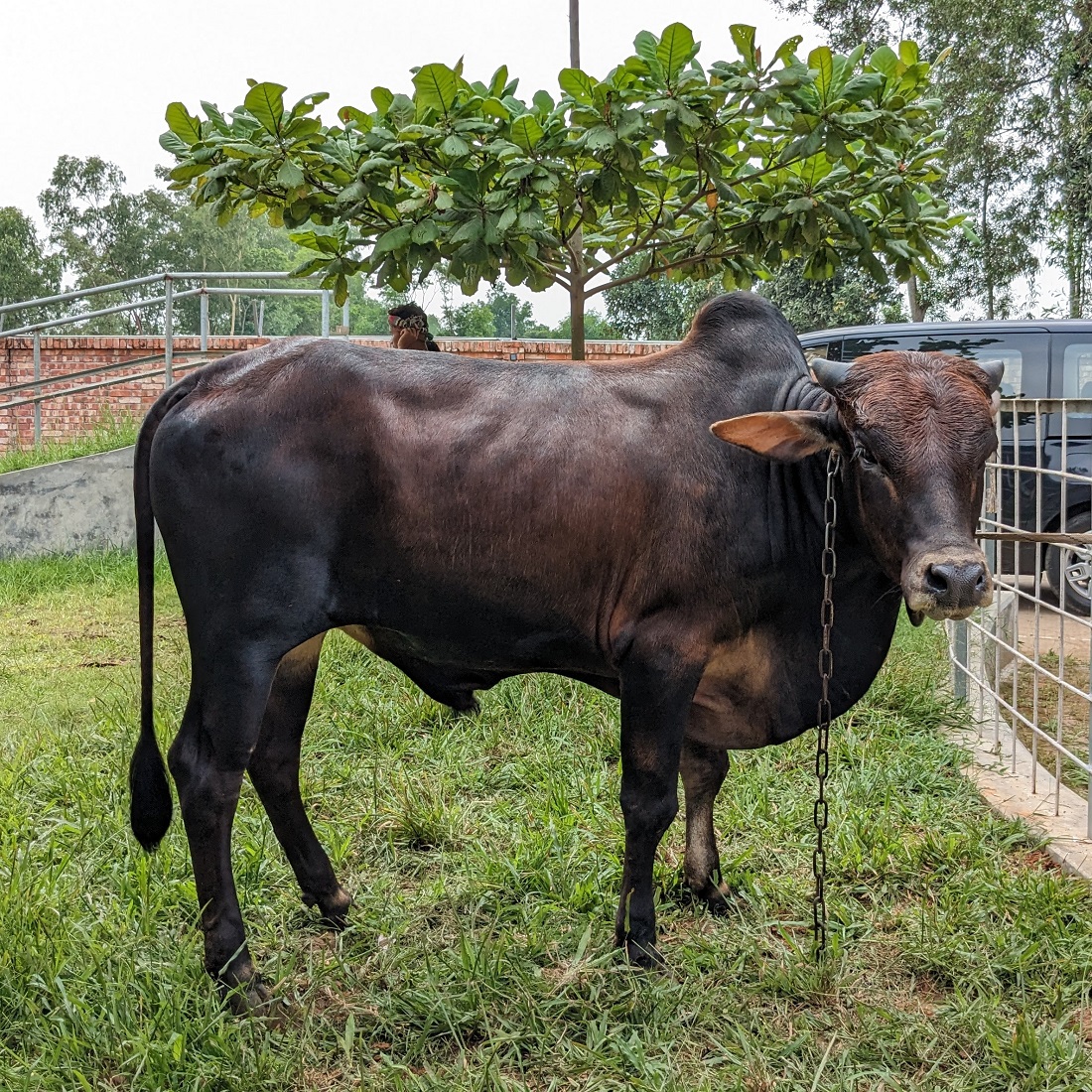বায়োমেন্ড অনলাইন গরুর হাটের একটি ছবি