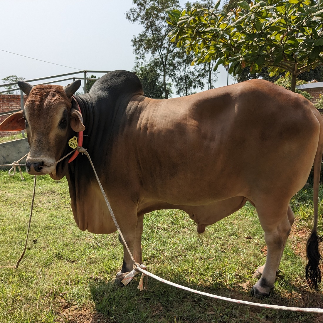 বায়োমেন্ড অনলাইন গরুর হাটের একটি ছবি
