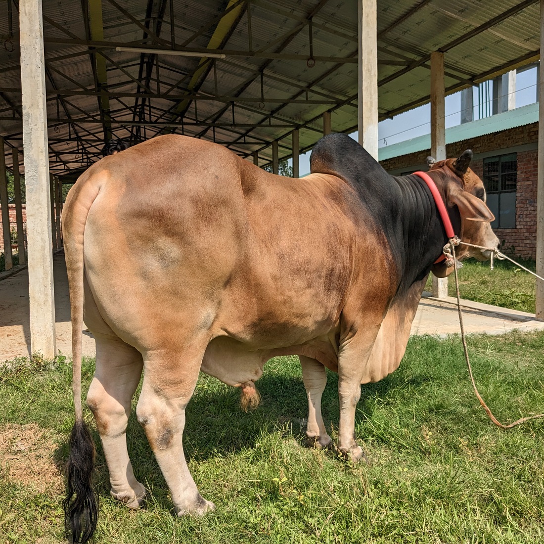 বায়োমেন্ড অনলাইন গরুর হাটের একটি ছবি