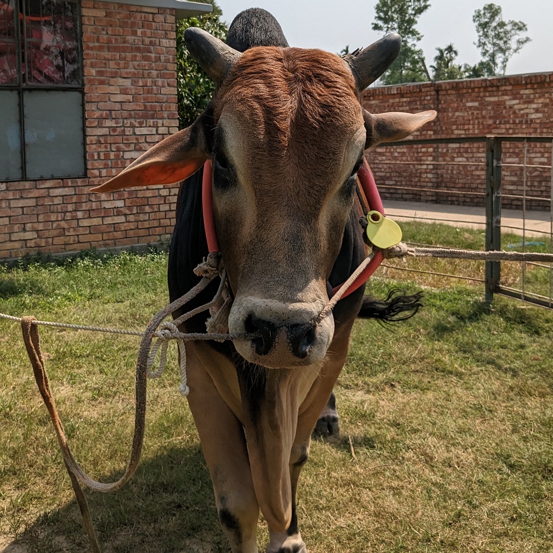 বায়োমেন্ড অনলাইন গরুর হাটের একটি ছবি