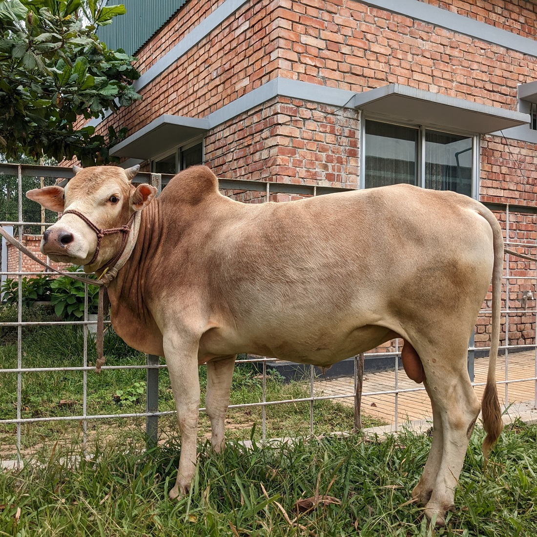 বায়োমেন্ড অনলাইন গরুর হাটের একটি ছবি