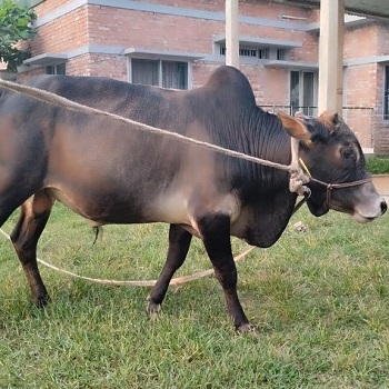 বায়োমেন্ড অনলাইন গরুর হাটের একটি ছবি