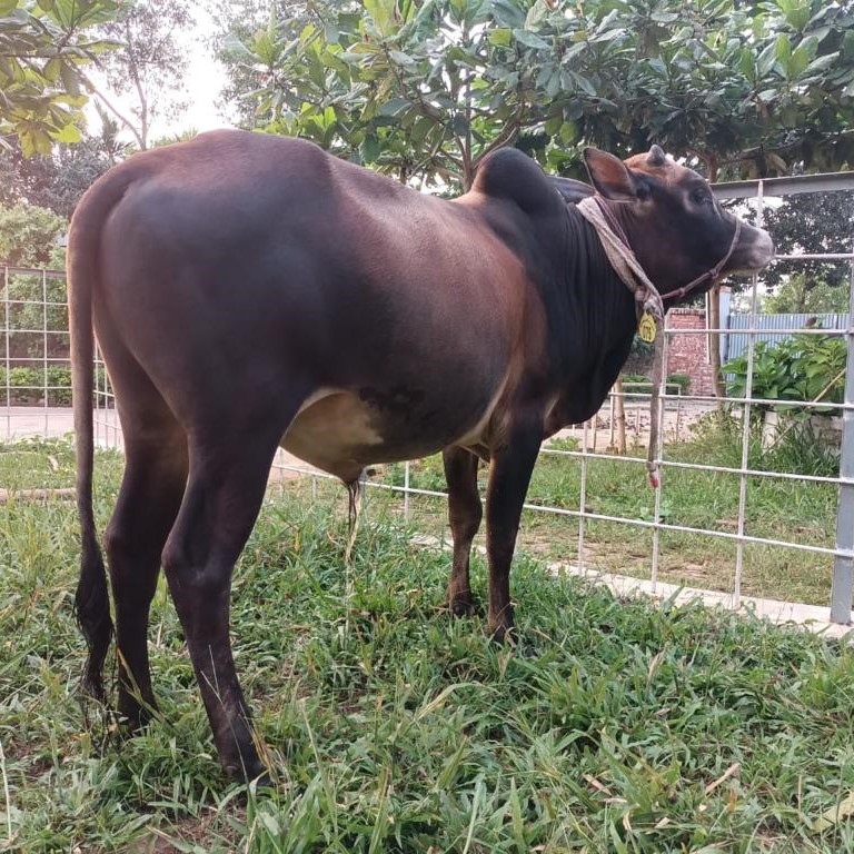 বায়োমেন্ড অনলাইন গরুর হাটের একটি ছবি