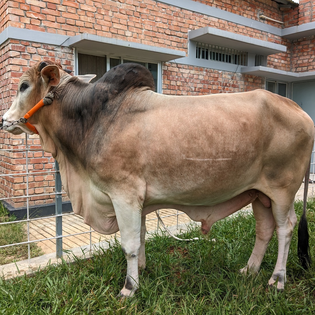 বায়োমেন্ড অনলাইন গরুর হাটের একটি ছবি