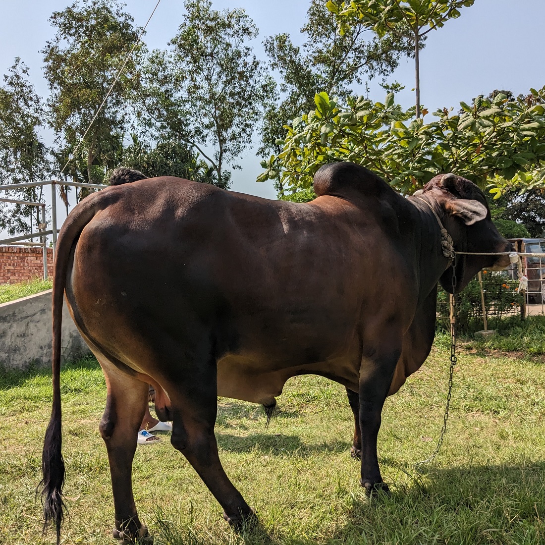 বায়োমেন্ড অনলাইন গরুর হাটের একটি ছবি