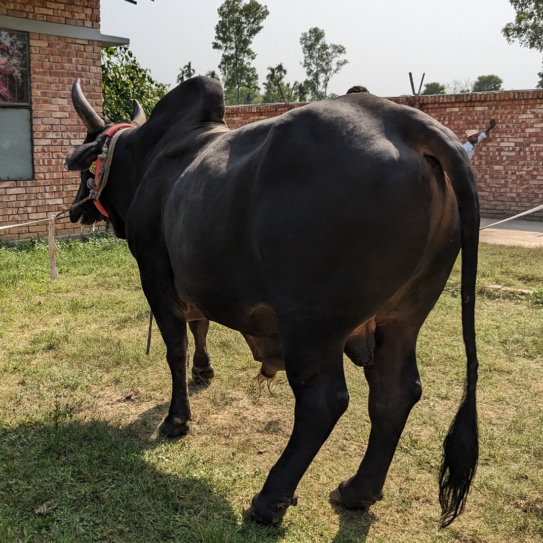বায়োমেন্ড অনলাইন গরুর হাটের একটি ছবি