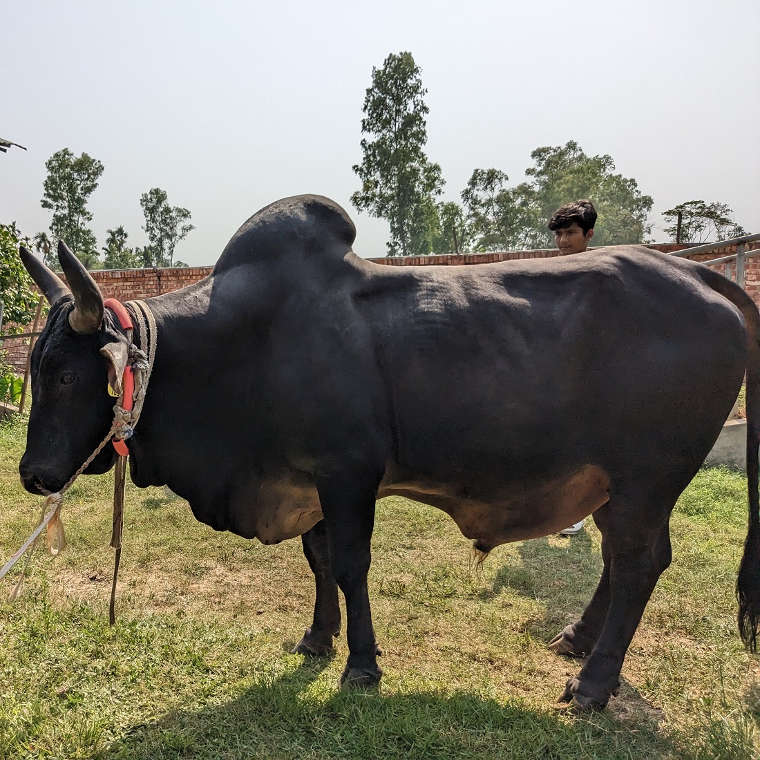 বায়োমেন্ড অনলাইন গরুর হাটের একটি ছবি