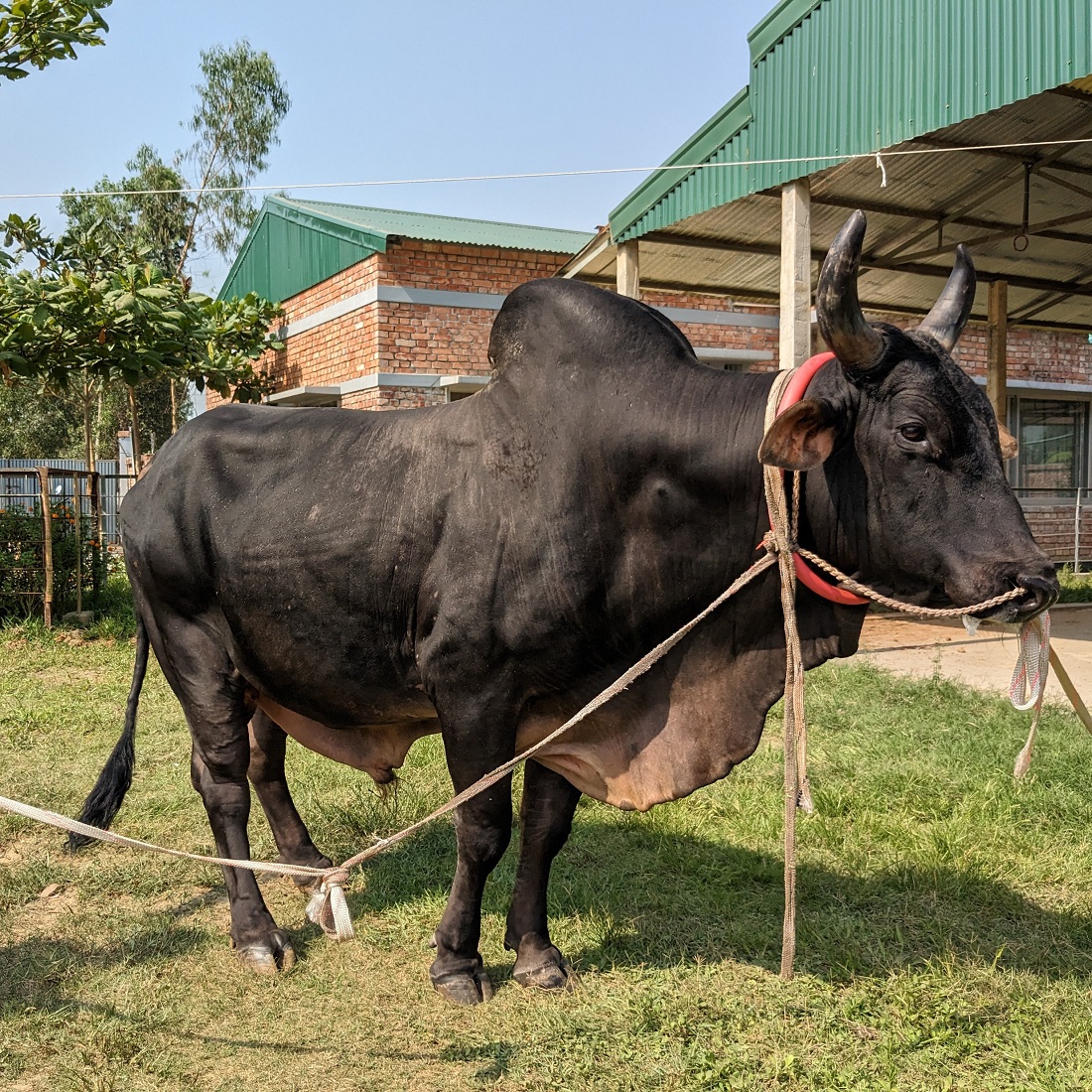 বায়োমেন্ড অনলাইন গরুর হাটের একটি ছবি