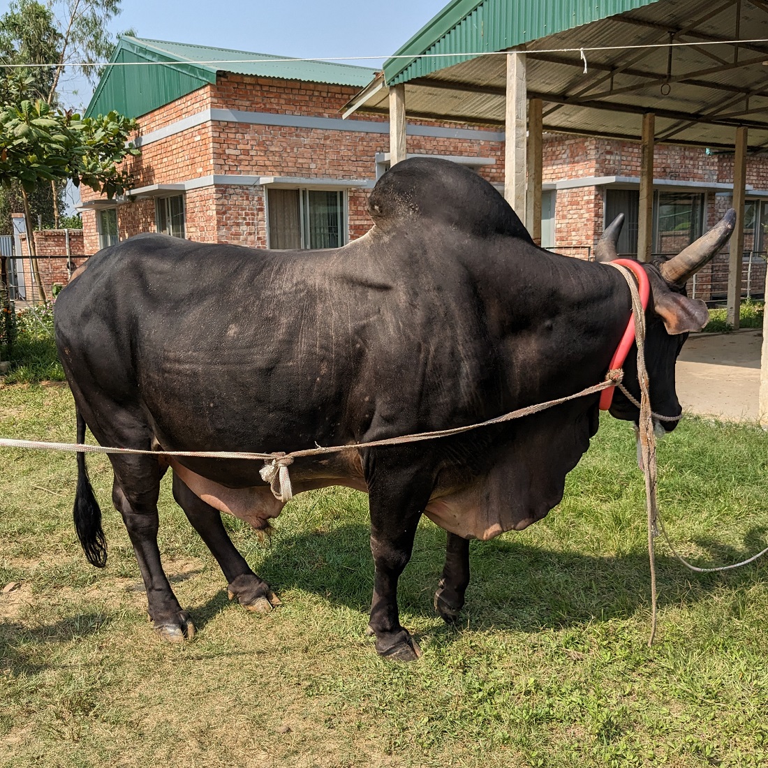 বায়োমেন্ড অনলাইন গরুর হাটের একটি ছবি
