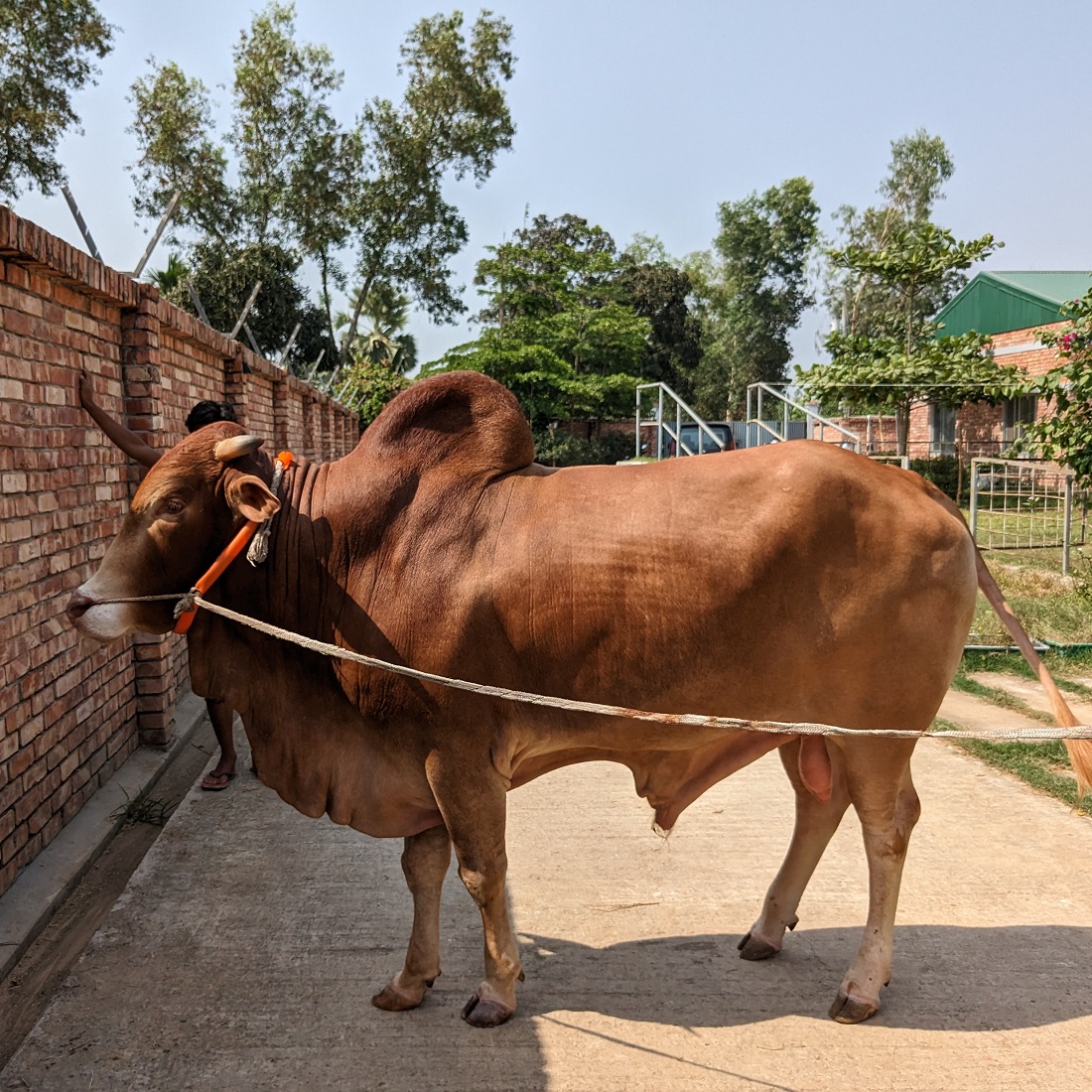 বায়োমেন্ড অনলাইন গরুর হাটের একটি ছবি