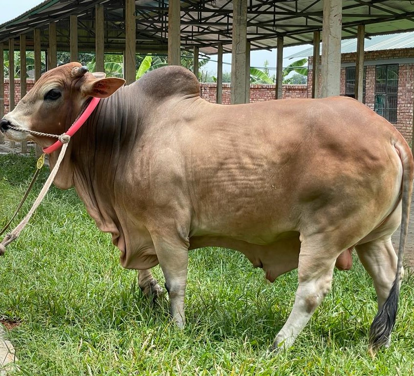 বায়োমেন্ড অনলাইন গরুর হাটের একটি ছবি