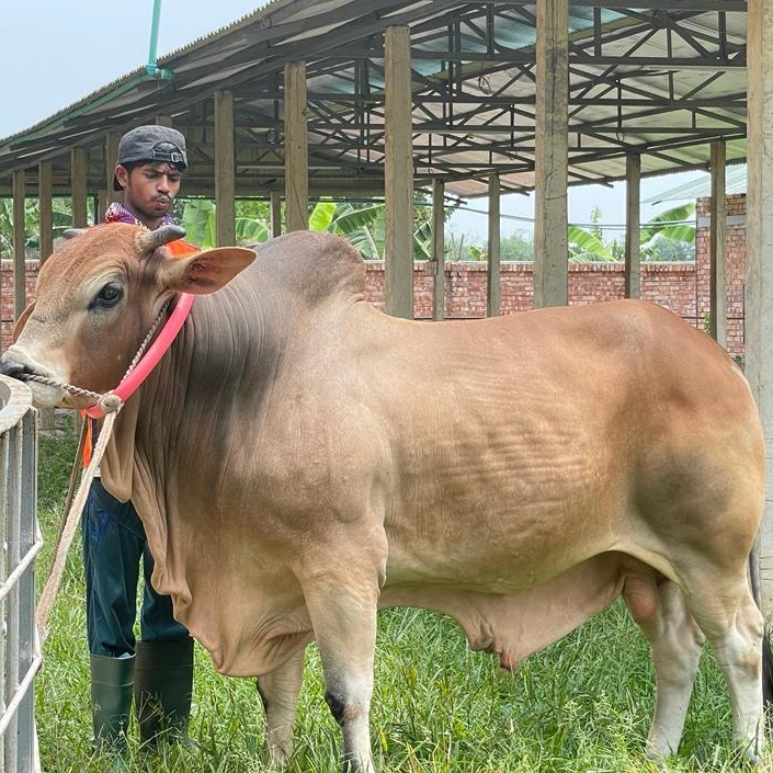বায়োমেন্ড অনলাইন গরুর হাটের একটি ছবি