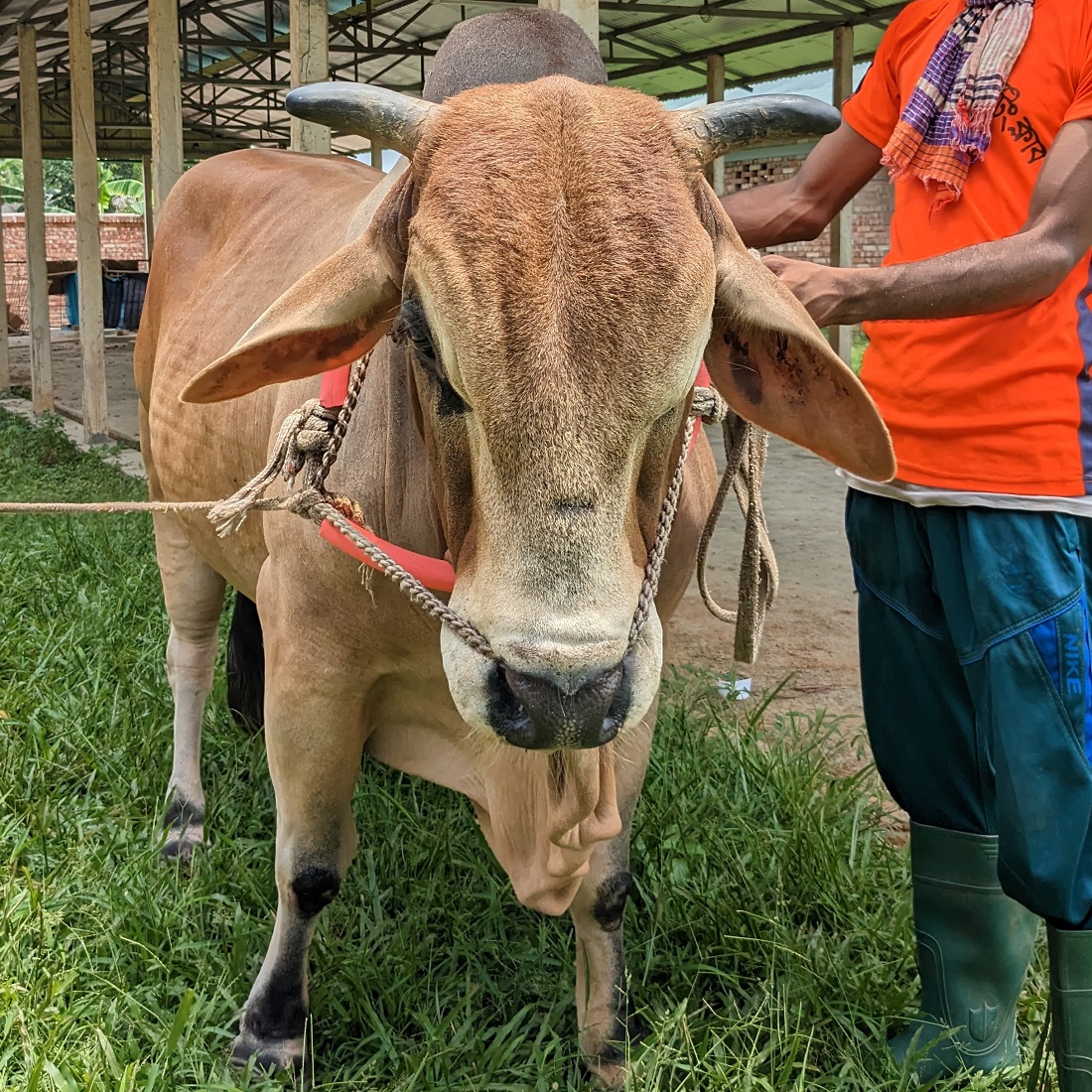 বায়োমেন্ড অনলাইন গরুর হাটের একটি ছবি