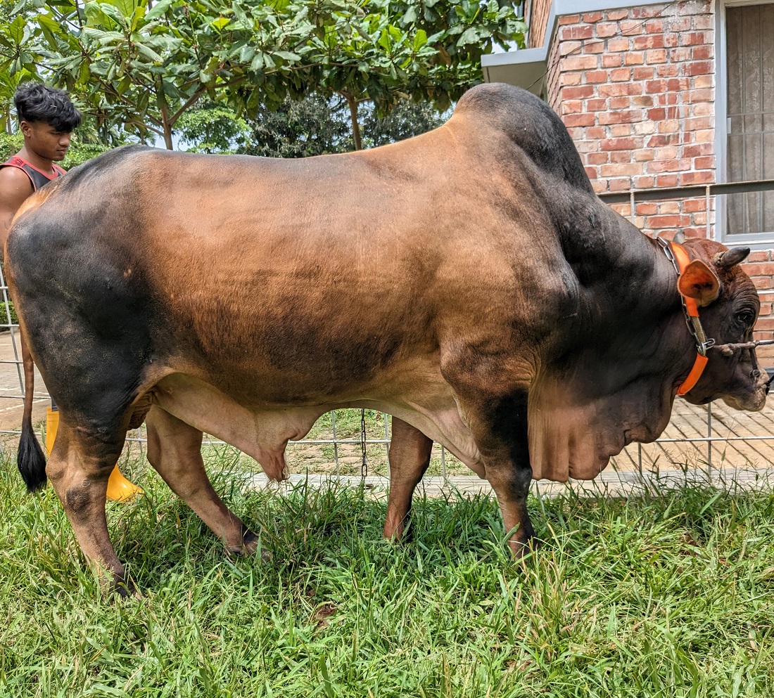 বায়োমেন্ড অনলাইন গরুর হাটের একটি ছবি