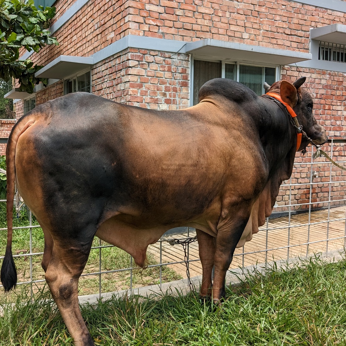 বায়োমেন্ড অনলাইন গরুর হাটের একটি ছবি