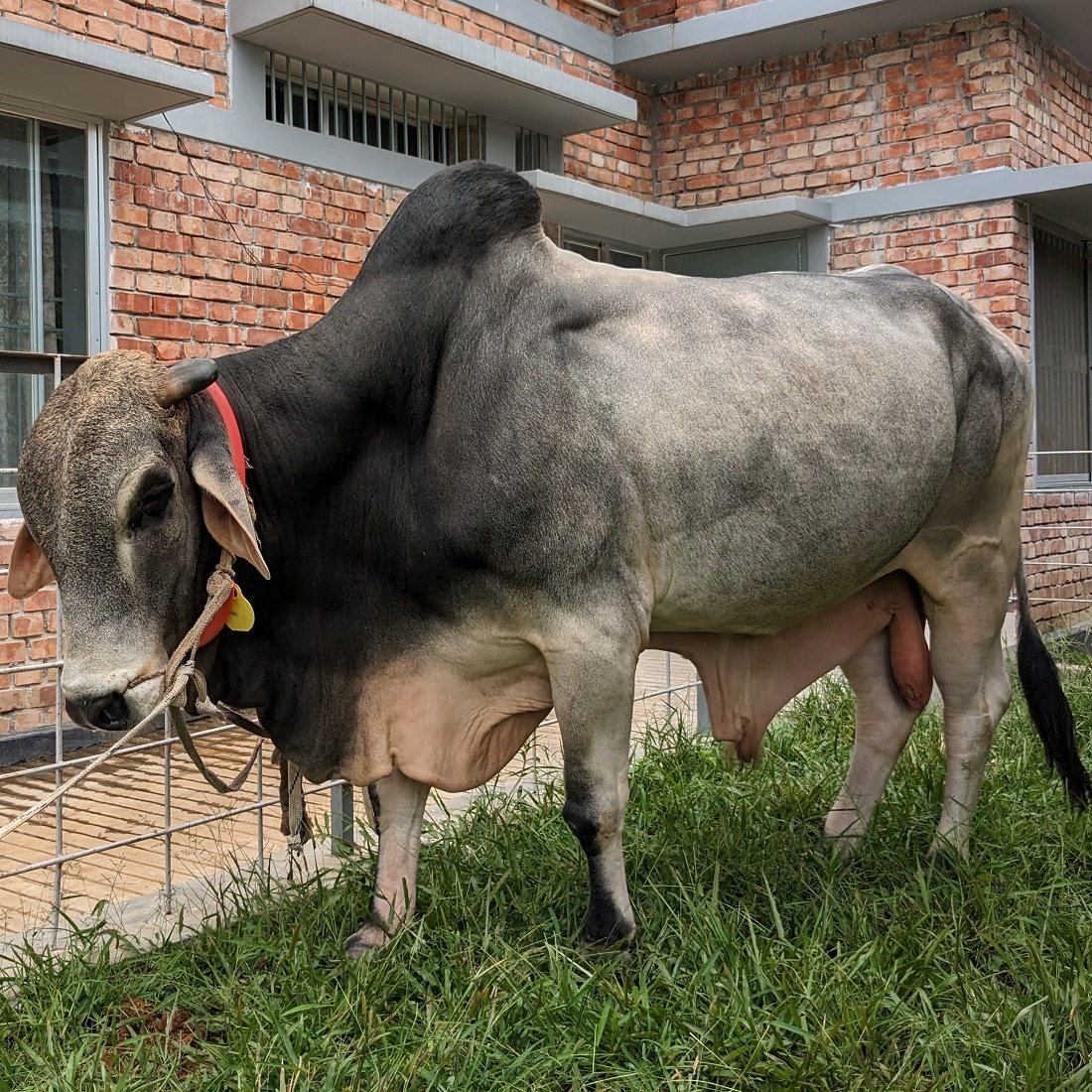 বায়োমেন্ড অনলাইন গরুর হাটের একটি ছবি