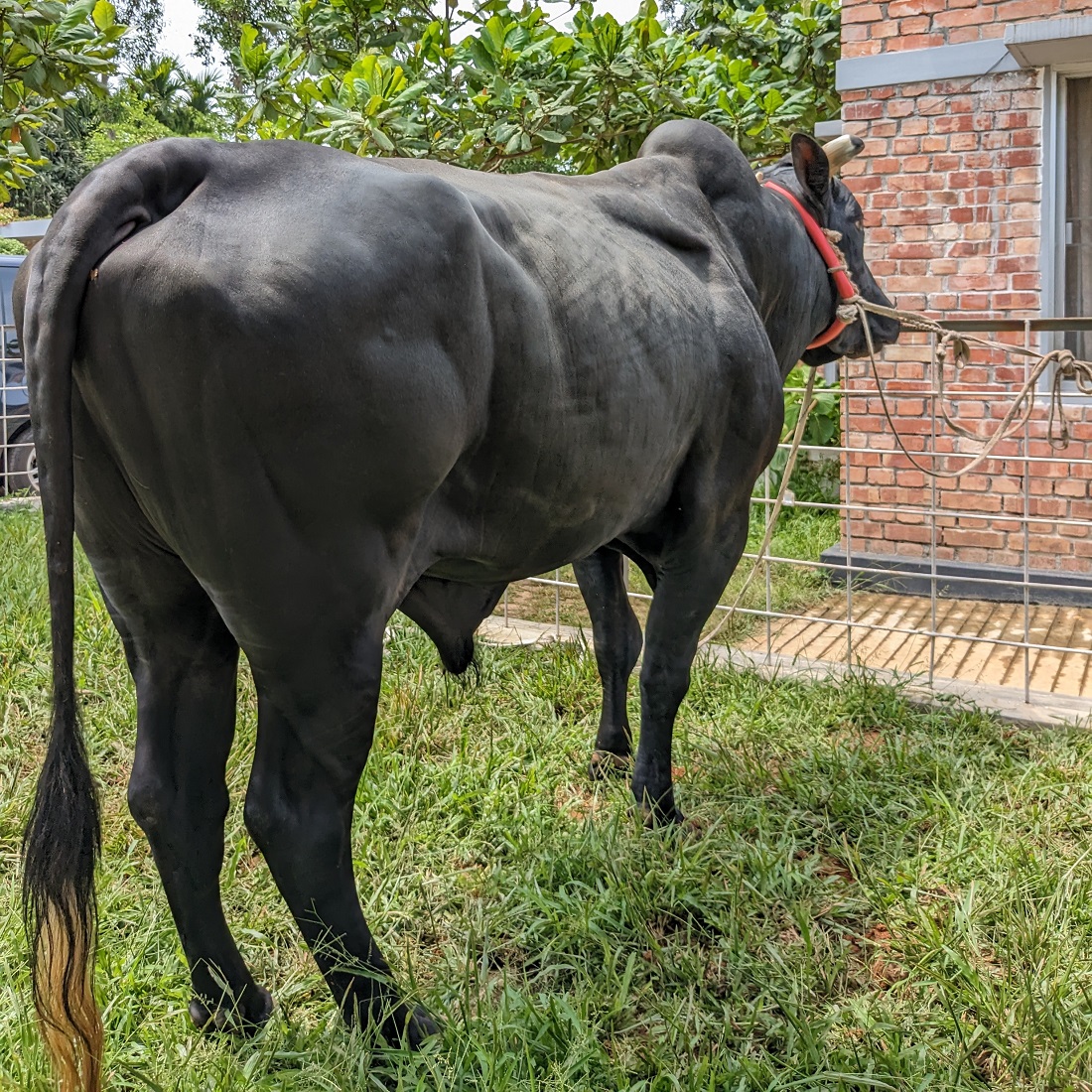 বায়োমেন্ড অনলাইন গরুর হাটের একটি ছবি