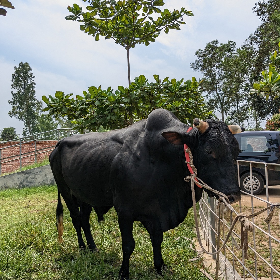 বায়োমেন্ড অনলাইন গরুর হাটের একটি ছবি