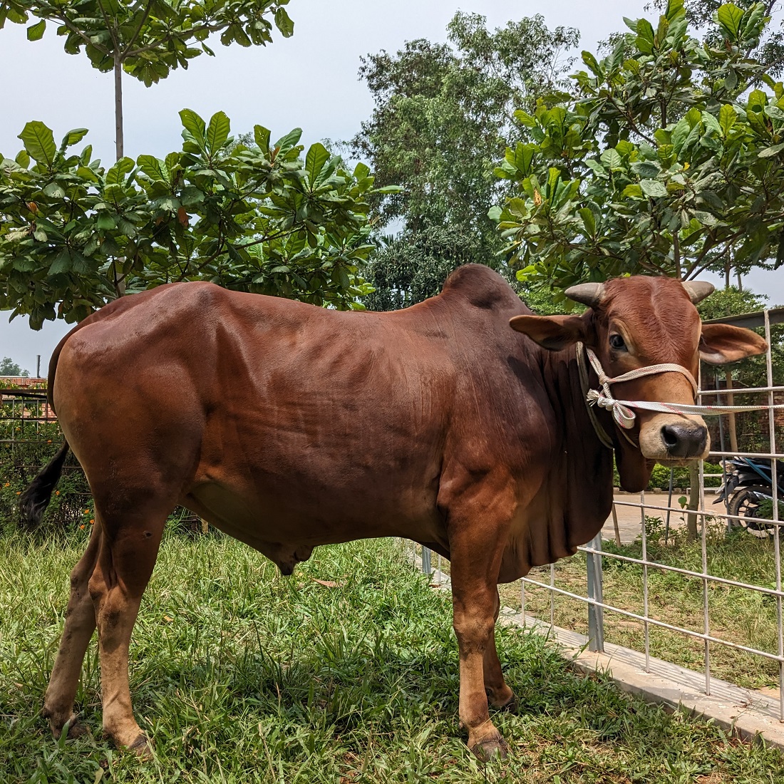 বায়োমেন্ড অনলাইন গরুর হাটের একটি ছবি