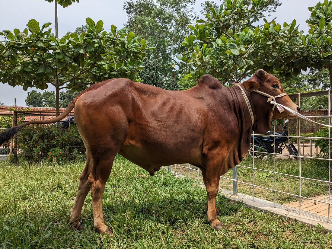 বায়োমেন্ড অনলাইন গরুর হাটের একটি ছবি