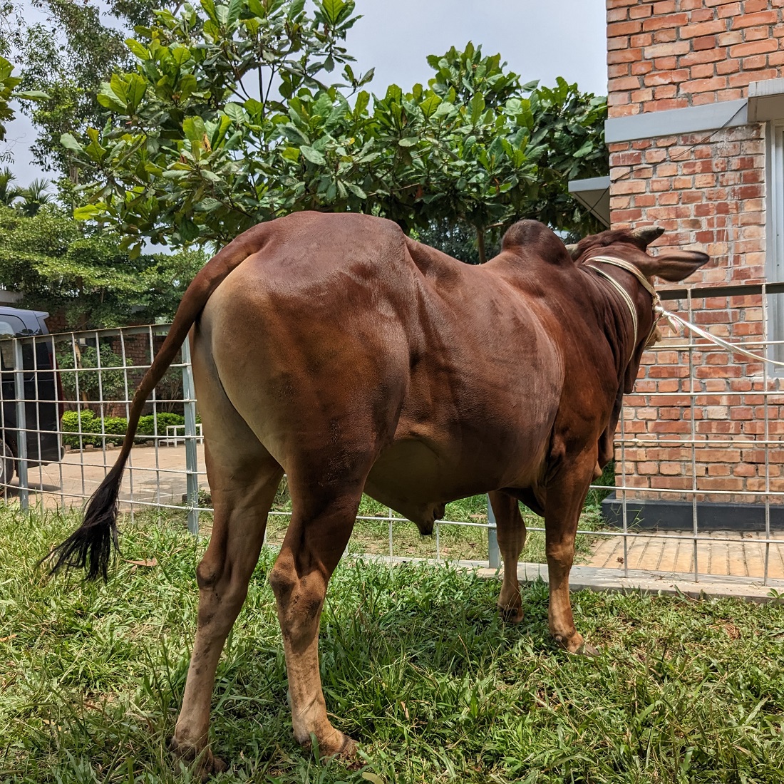 বায়োমেন্ড অনলাইন গরুর হাটের একটি ছবি