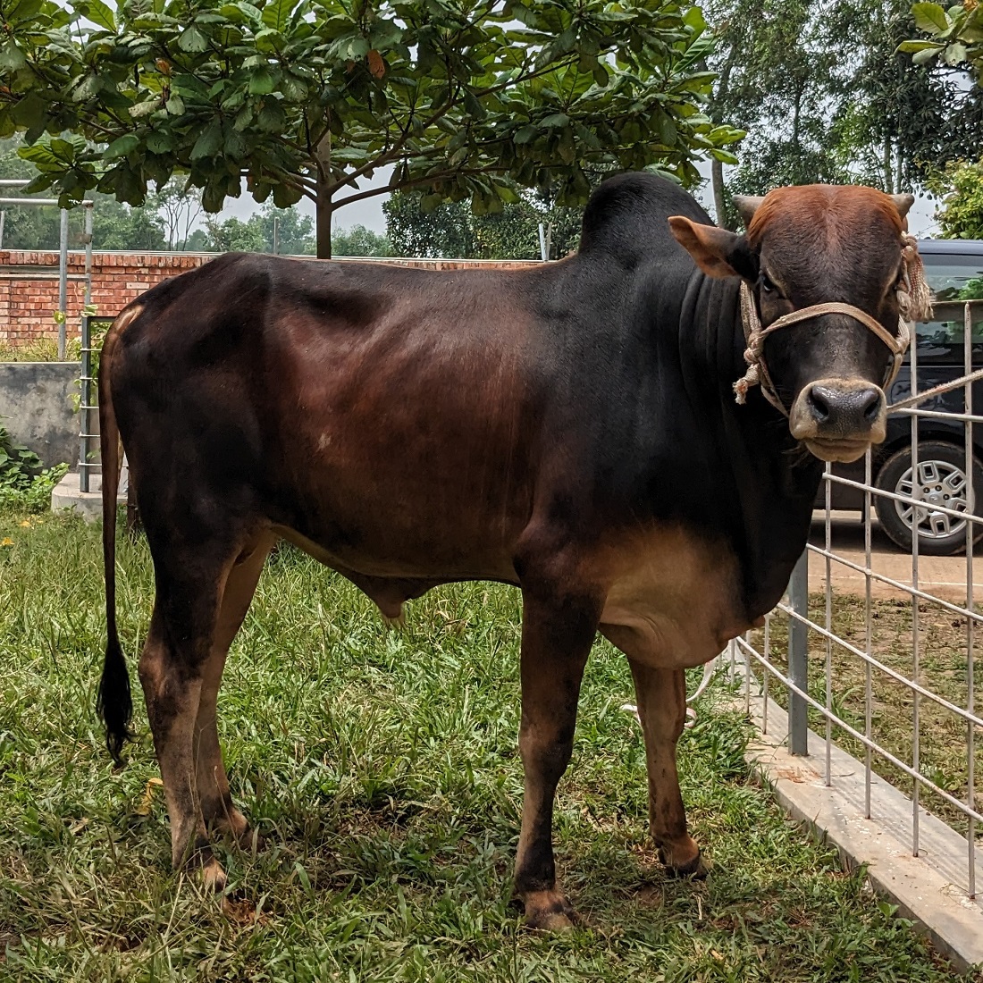 বায়োমেন্ড অনলাইন গরুর হাটের একটি ছবি