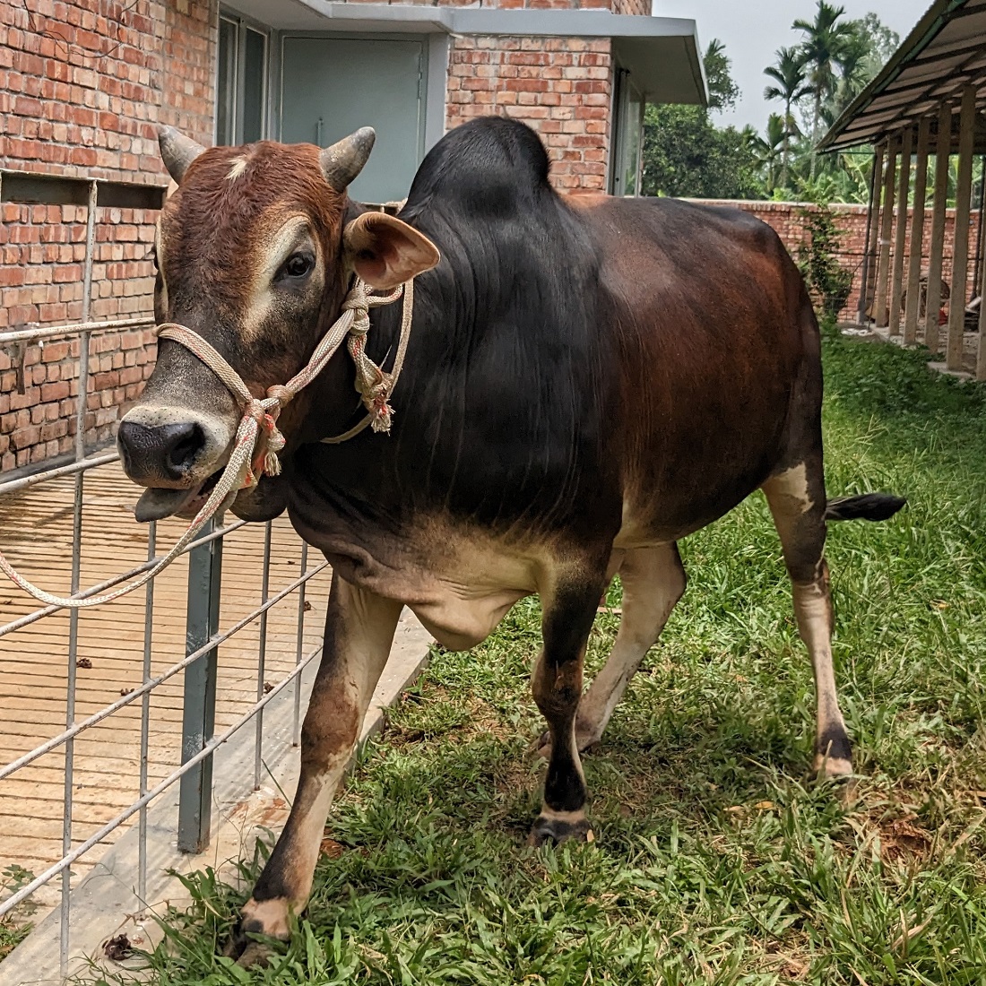 বায়োমেন্ড অনলাইন গরুর হাটের একটি ছবি