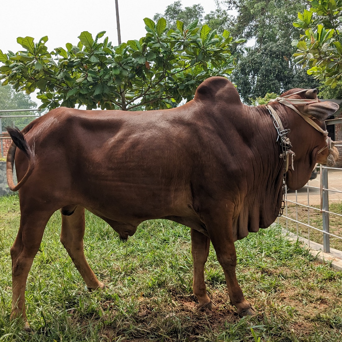 বায়োমেন্ড অনলাইন গরুর হাটের একটি ছবি