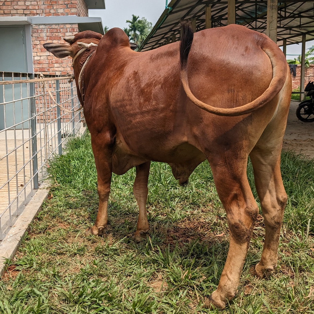 বায়োমেন্ড অনলাইন গরুর হাটের একটি ছবি