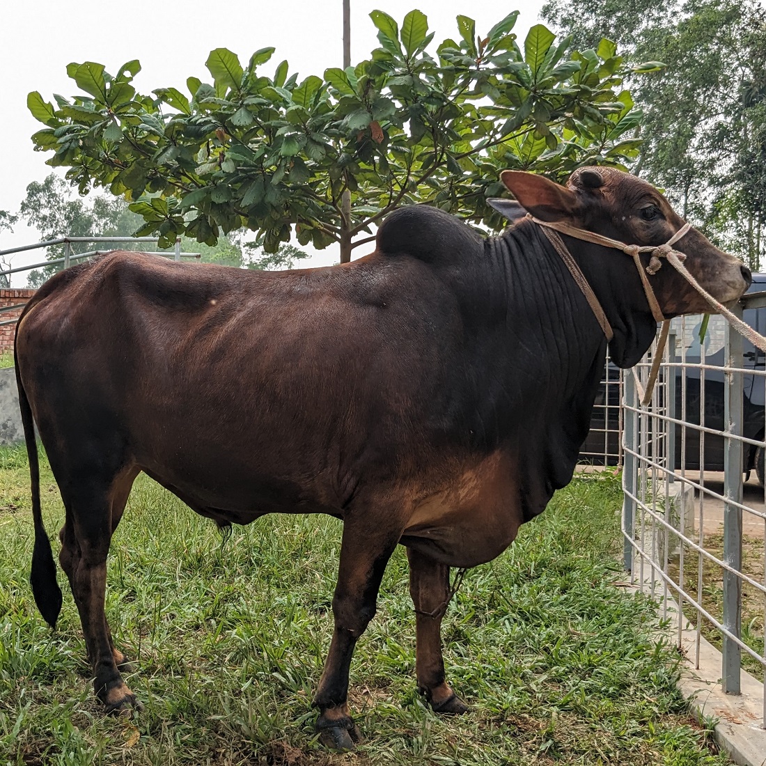 বায়োমেন্ড অনলাইন গরুর হাটের একটি ছবি