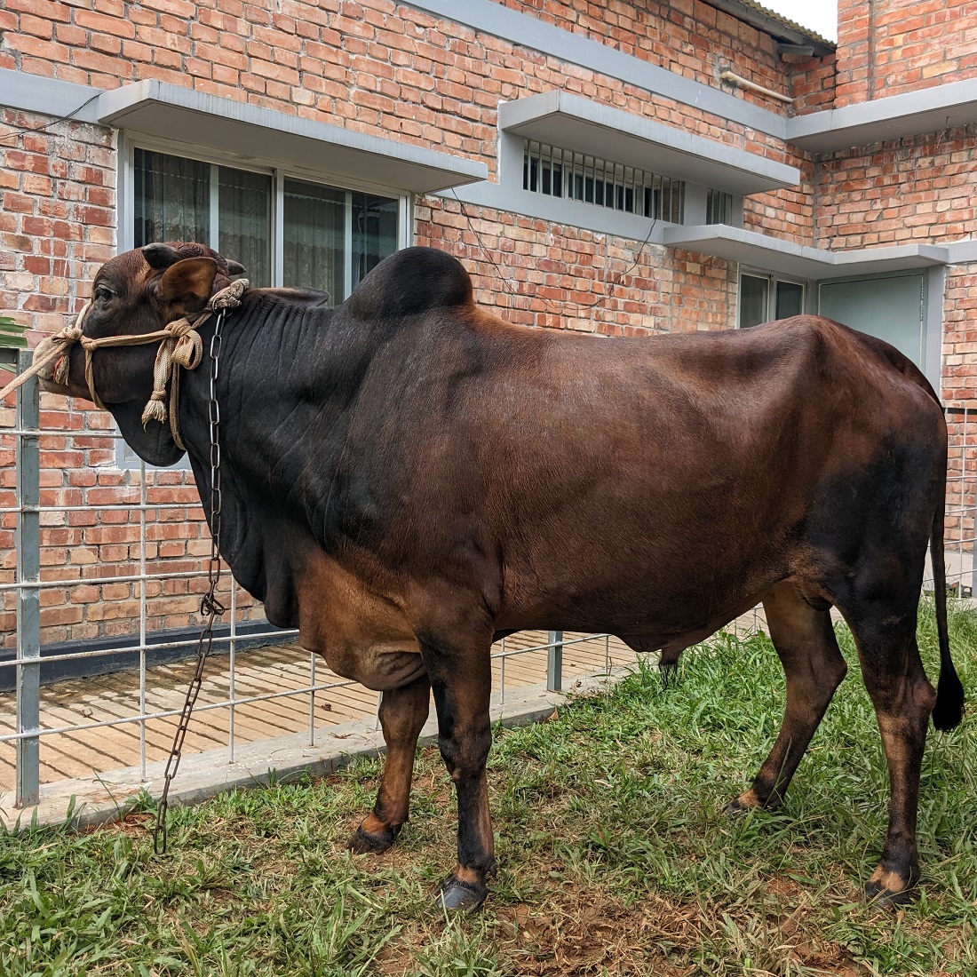 বায়োমেন্ড অনলাইন গরুর হাটের একটি ছবি