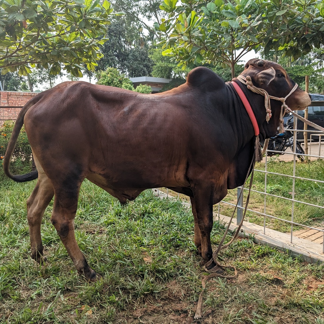বায়োমেন্ড অনলাইন গরুর হাটের একটি ছবি